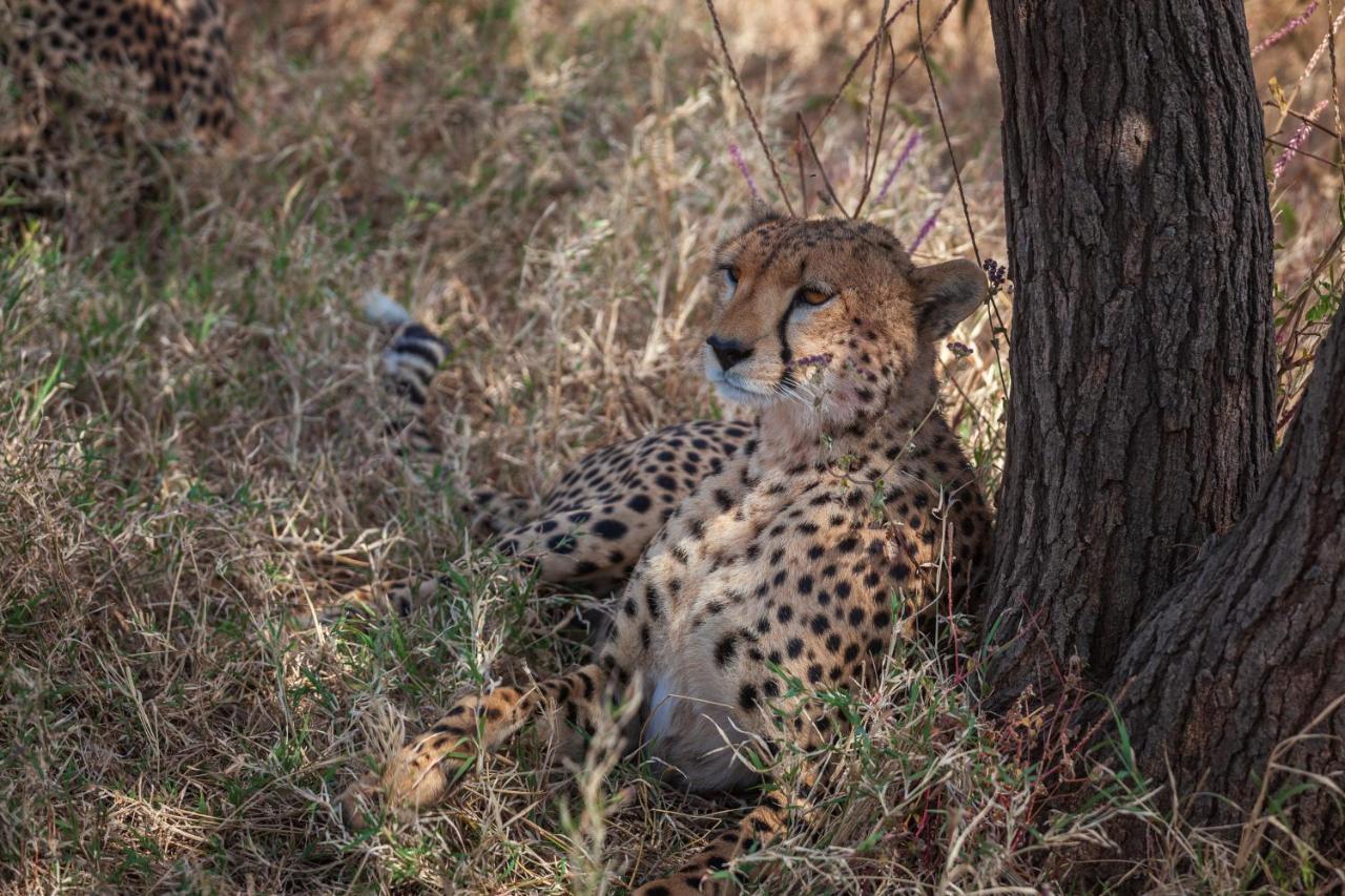 Mawe Tented Camp Serengeti Eksteriør bilde