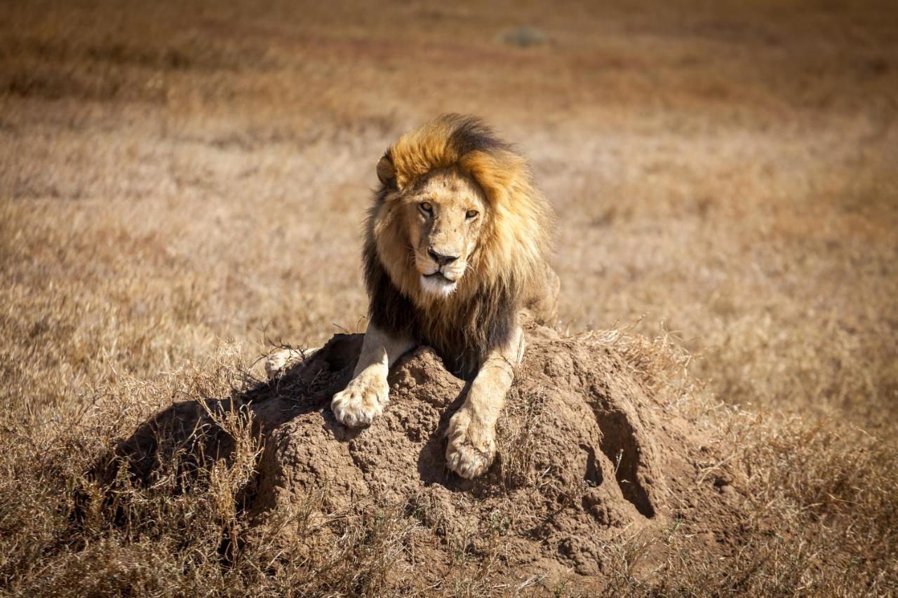 Mawe Tented Camp Serengeti Eksteriør bilde